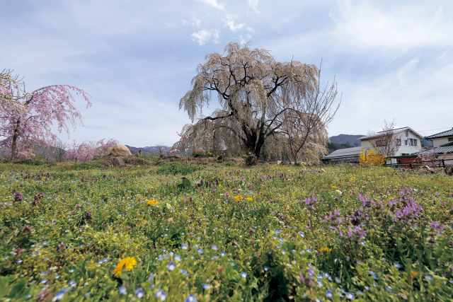 高山村_水中のしだれ桜